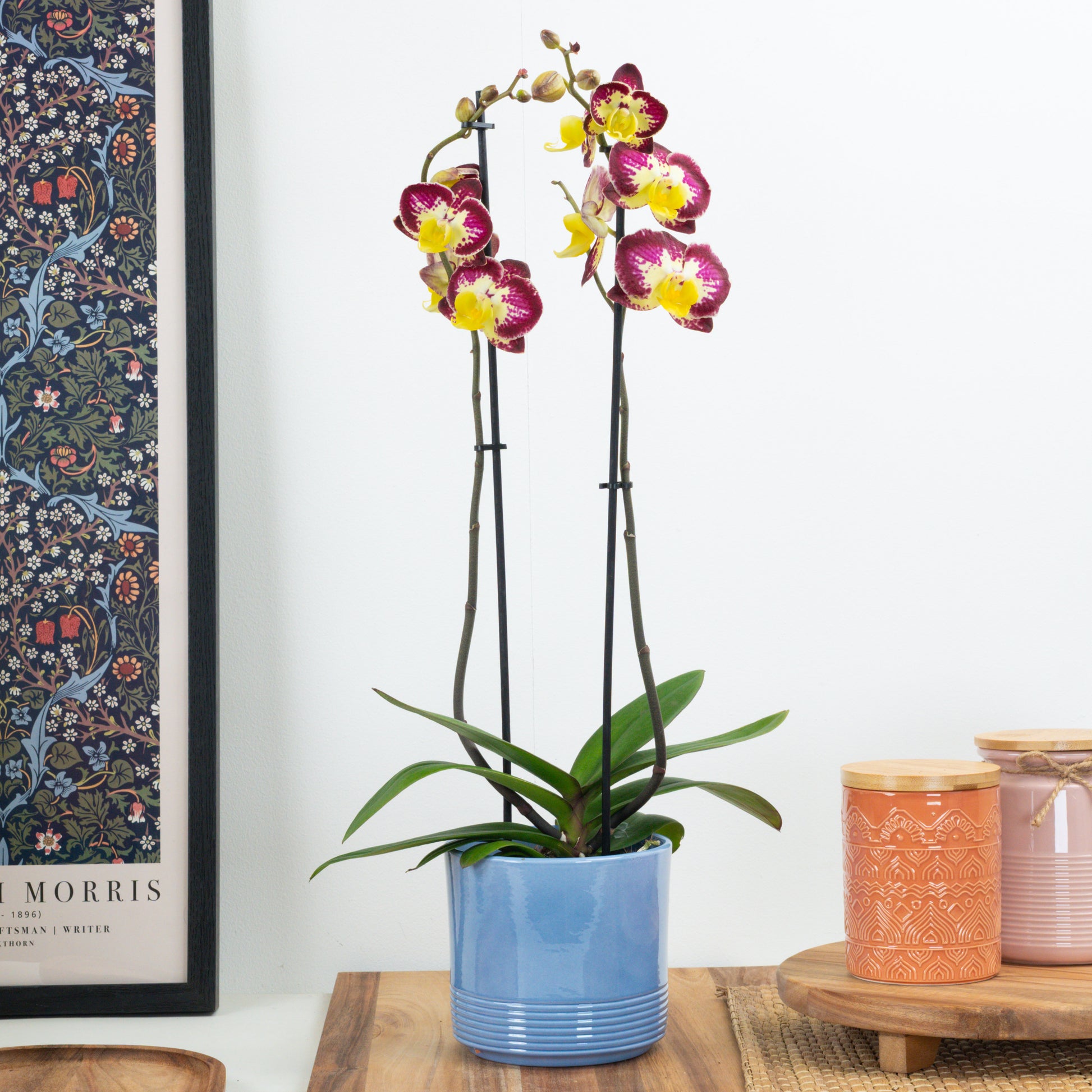 Phalaenopsis Orchid | Bee Happy