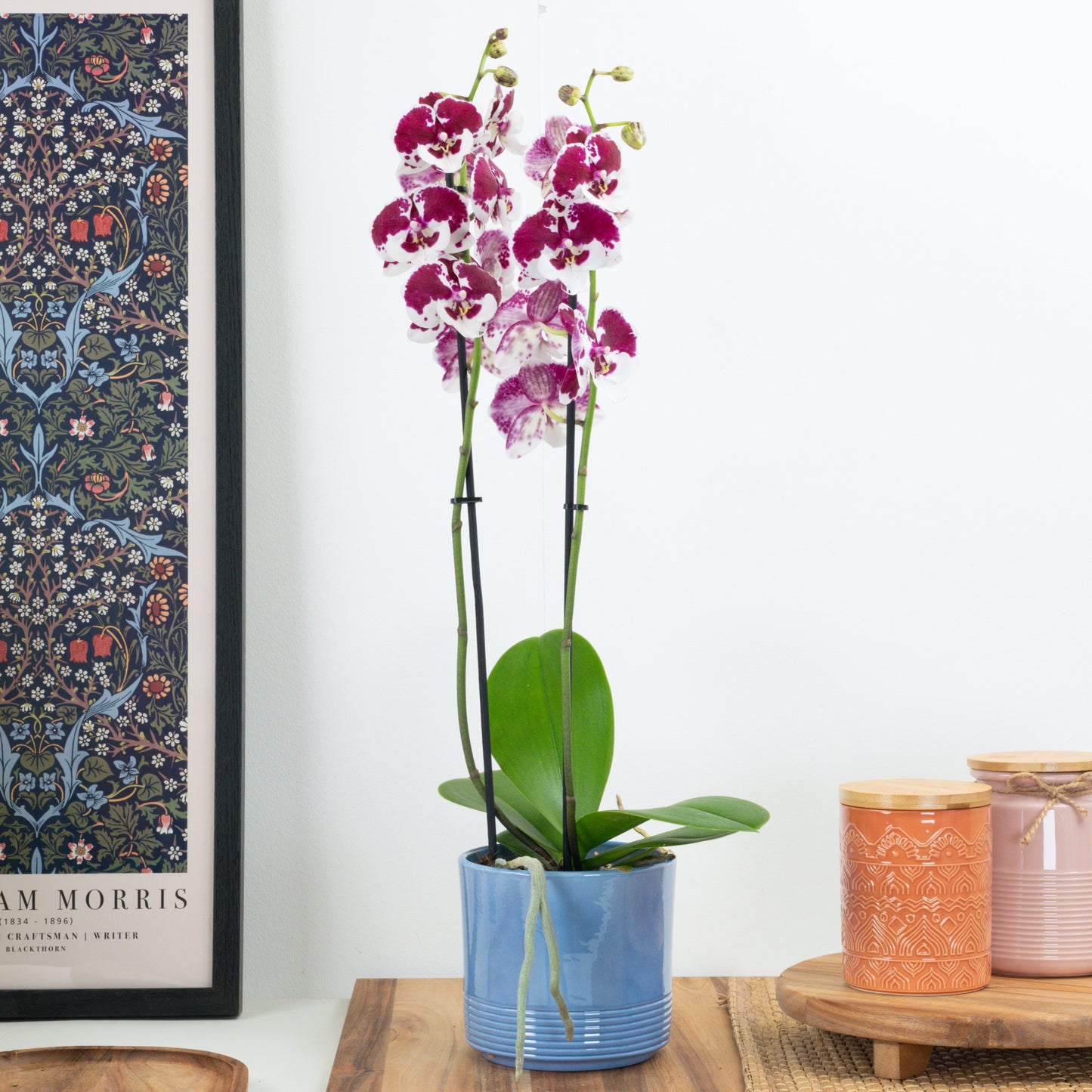 Phalaenopsis Orchid | Spider