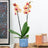 Orchid Plants