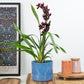 Cymbidium Orchid | Black Jack