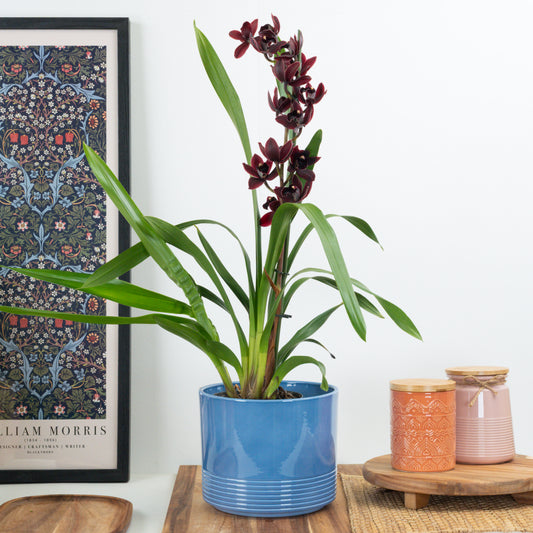 Cymbidium Orchid | Black Jack | Potted Houseplants