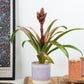 Bromeliad | Copper Candy