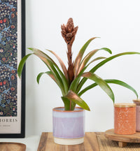 Bromeliad | Copper Candy
