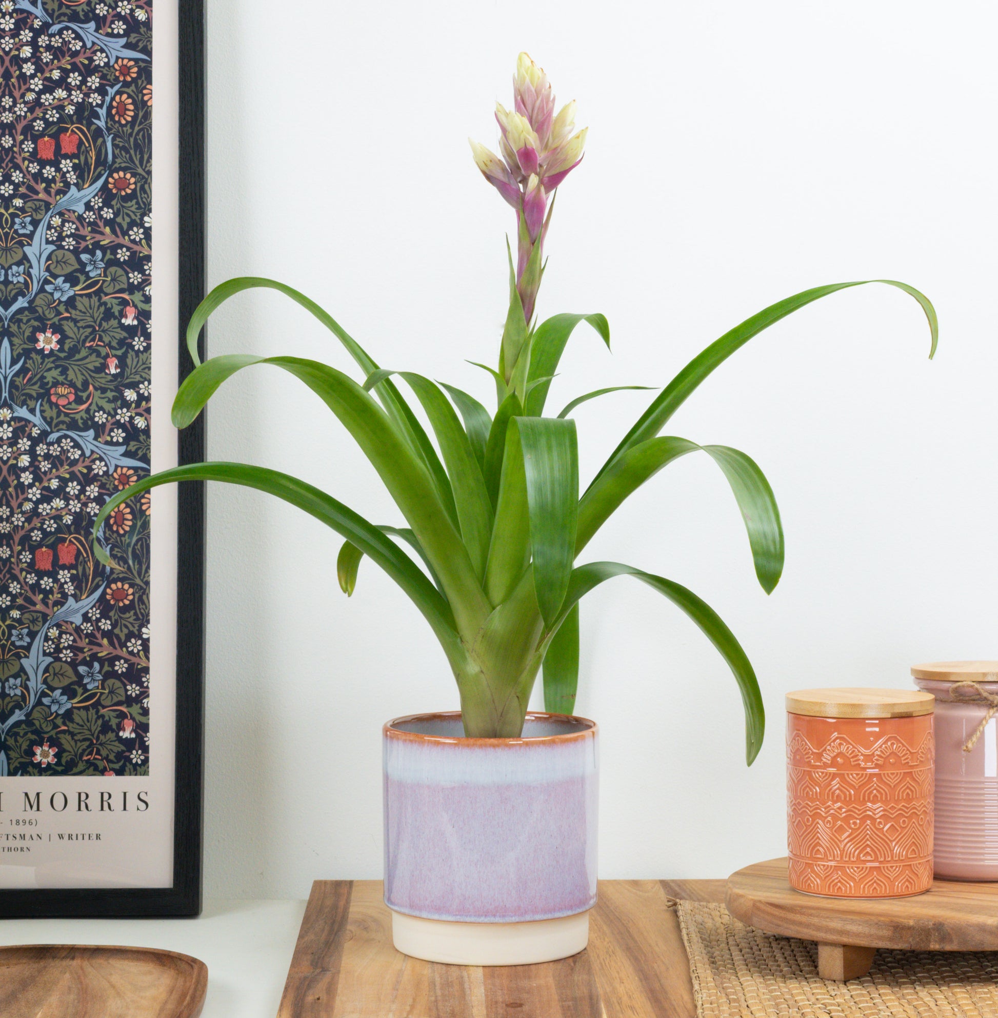 Guzmania | Candy