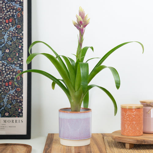 Guzmania | Candy