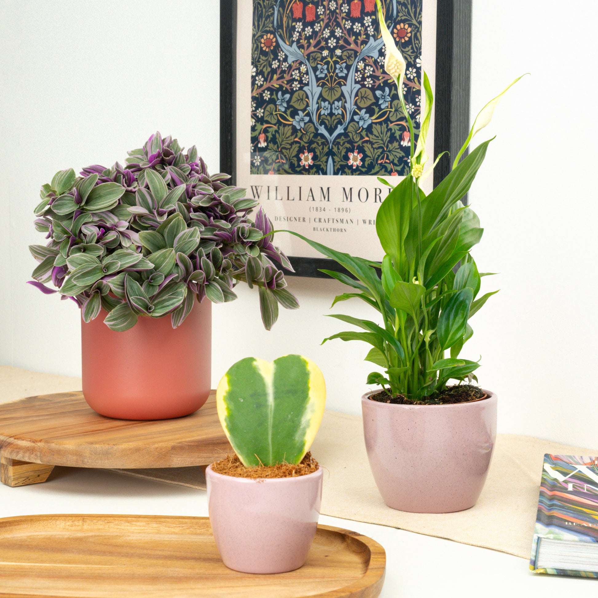 Simply The Best | Plant Bundle