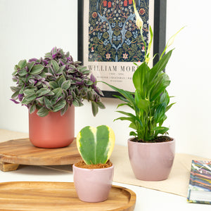 Simply The Best | Plant Bundle - Indoor Plant