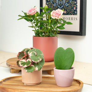 You Make Me Smile | Plant Bundle - Indoor Plant