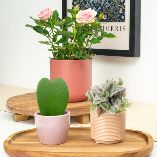 Sent With Love | Plant Bundle | 