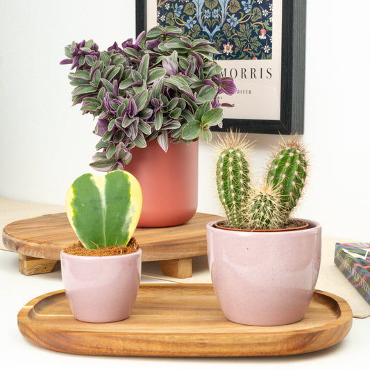 You Make Me Thorny | Plant Bundle | 
