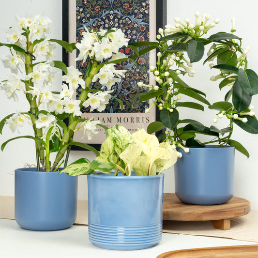 White Botanical Collection | Plant Bundle | 