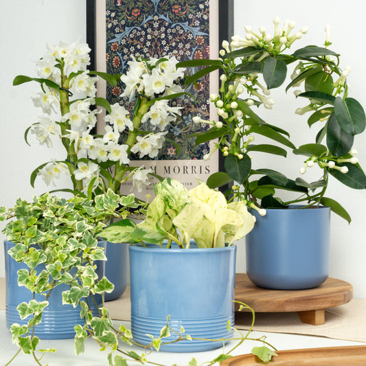 White Atelier | Plant Bundle | 