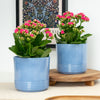Hot Pink Kalanchoe