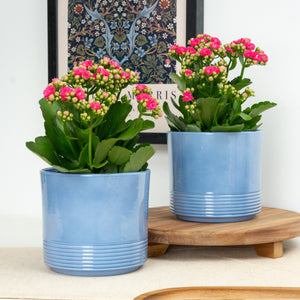 Hot Pink Kalanchoe - Indoor Plant