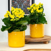 Yellow Kalanchoe