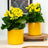 Flowering Plants