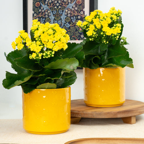 Yellow Kalanchoe