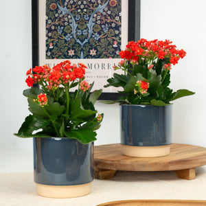 Flowering Red Kalanchoe - Indoor Plant