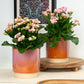 Pink Kalanchoe
