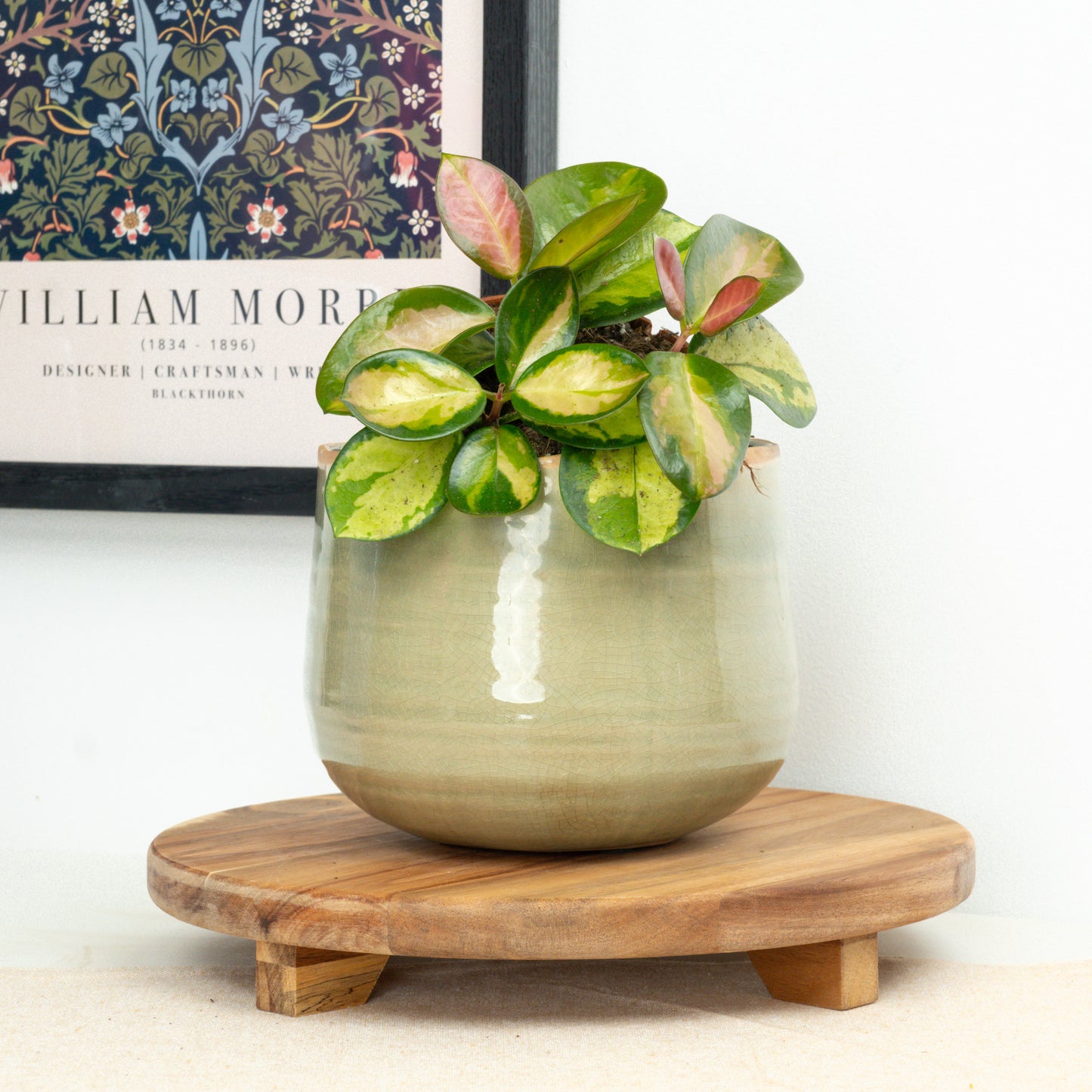 Wax Plant | Australis Lisa