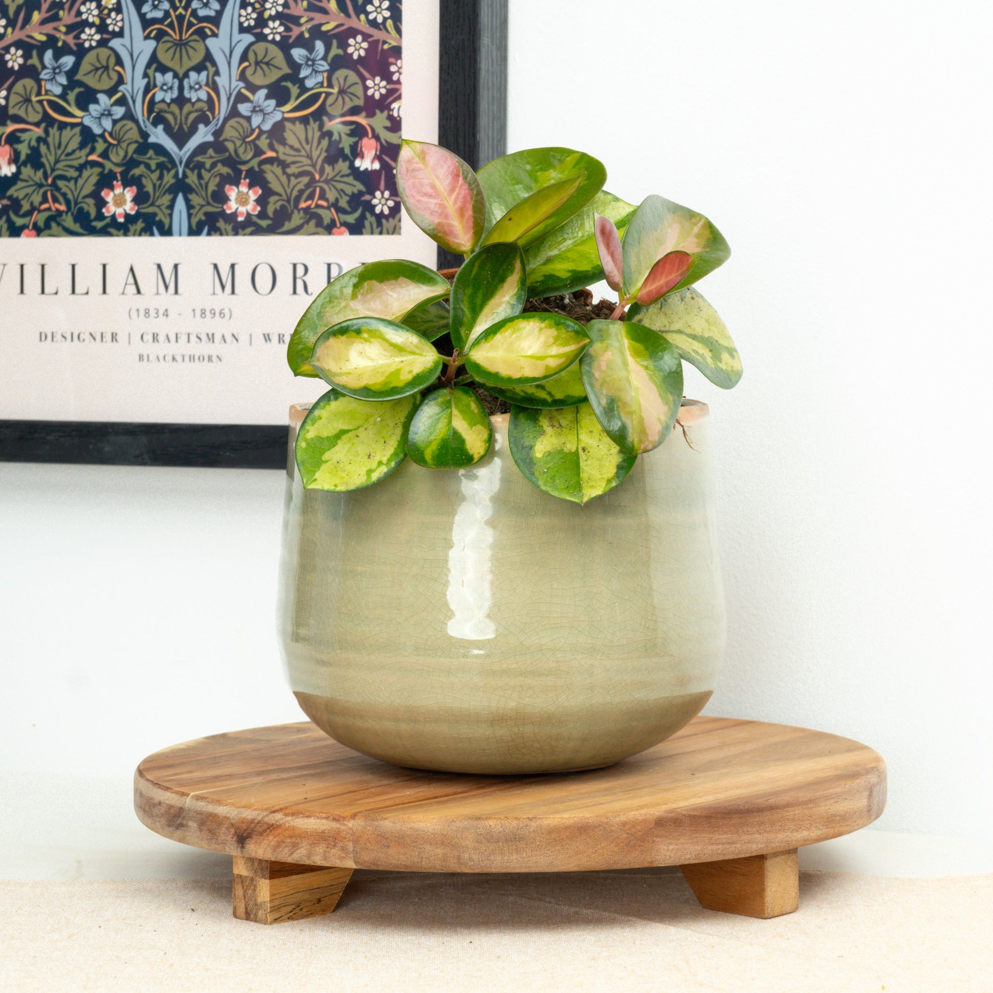 Wax Plant | Australis Lisa