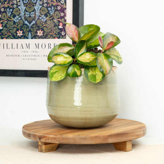Wax Plant | Australis Lisa | Indoor Plants On Sale