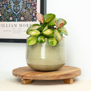 Wax Plant | Australis Lisa - Indoor Plant