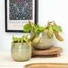Monkey Jars | Mojito