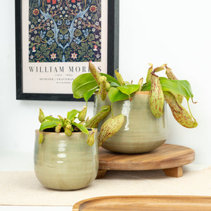 Monkey Jars | Mojito - Indoor Plant