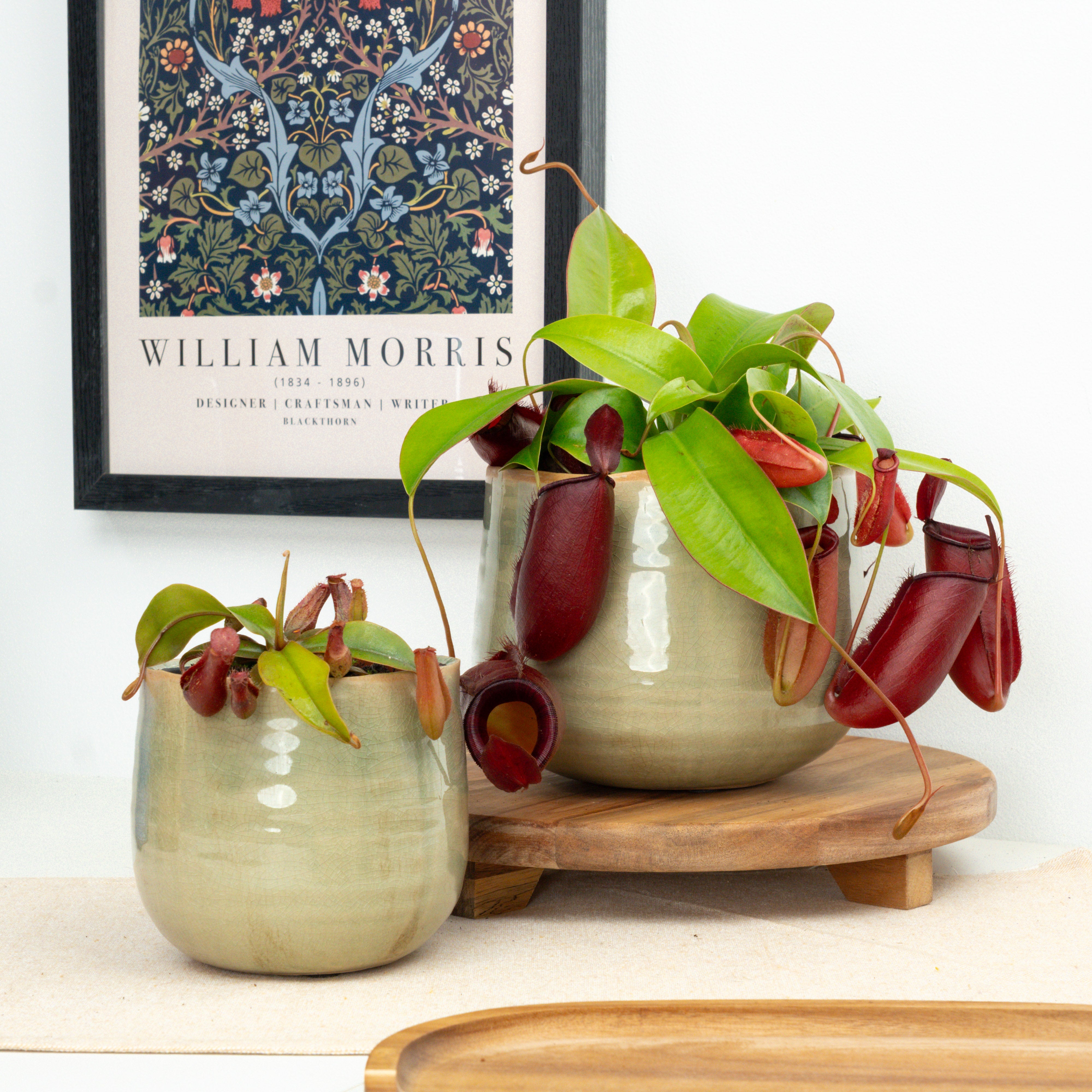 Carnivorous Plants | Houseplant UK