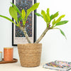 Frangipani