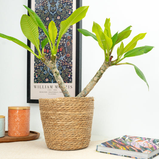 Frangipani | 