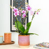 Phalaenopsis Orchid | Rotterdam