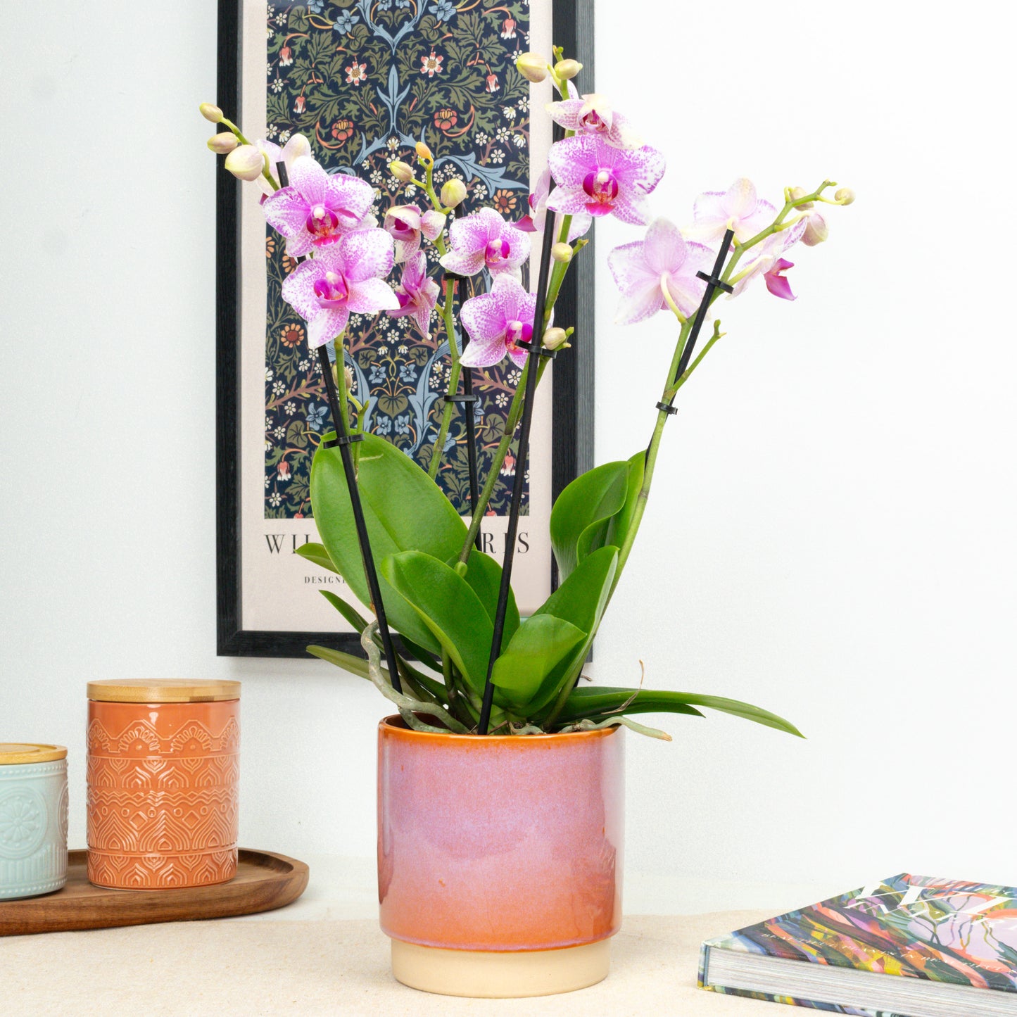 Phalaenopsis Orchid | Rotterdam