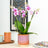 Perfect Plants for Under £30