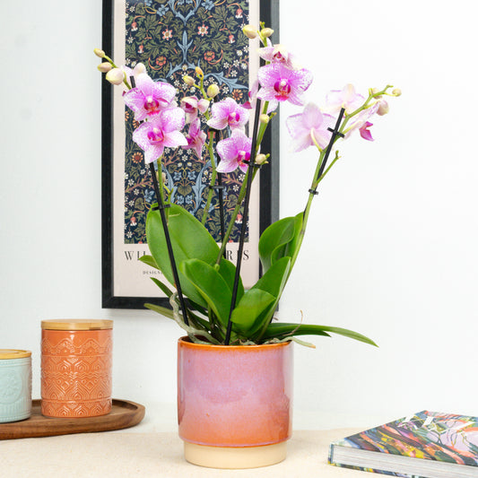 Phalaenopsis Orchid | Rotterdam | Indoor Plants
