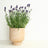 Garden Plants