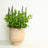 Garden Plants