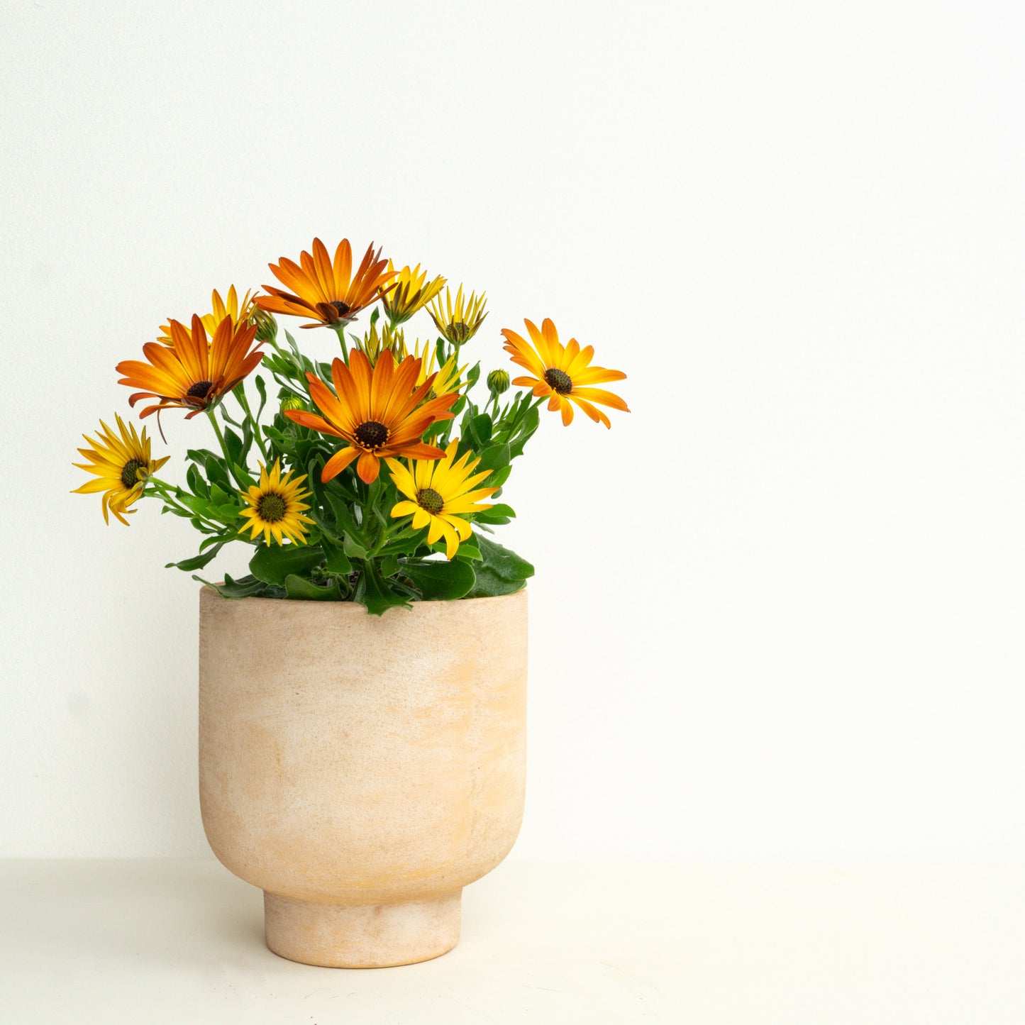 Ultimate Bees & Butterflies | Garden Bundle
