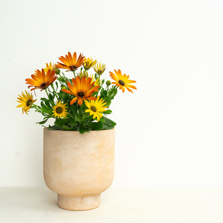 African Daisy | Orange | Outdoor Plant