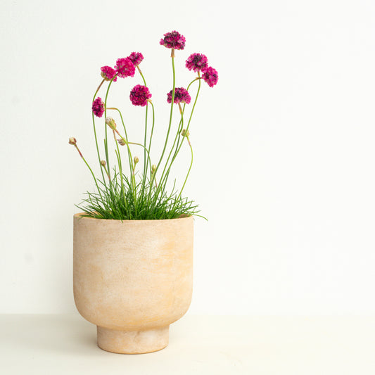 Sea Thrift | Sweet Dreams Pink | Outdoor Plant | Outdoor Plants