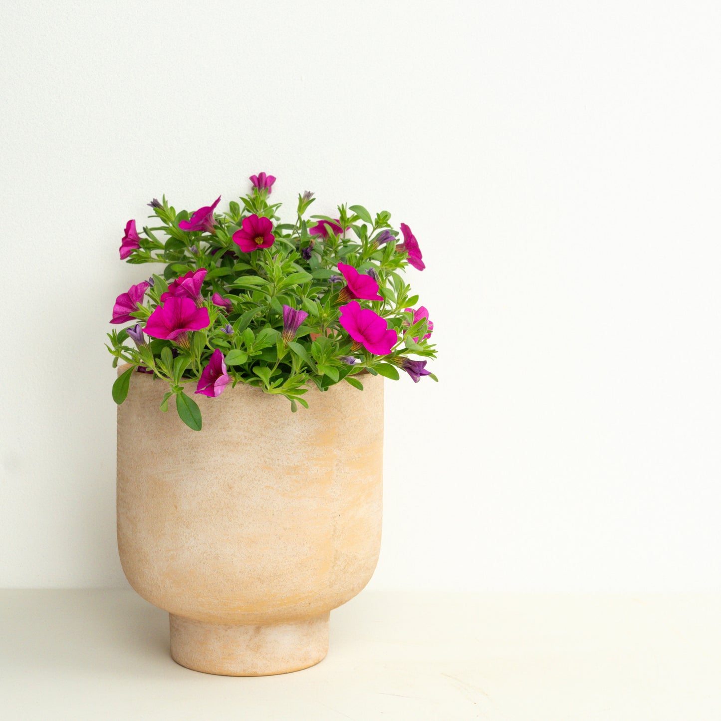 Ultimate Bees & Butterflies | Garden Bundle