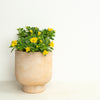 Million Bells | Yellow | Outdoor Plant