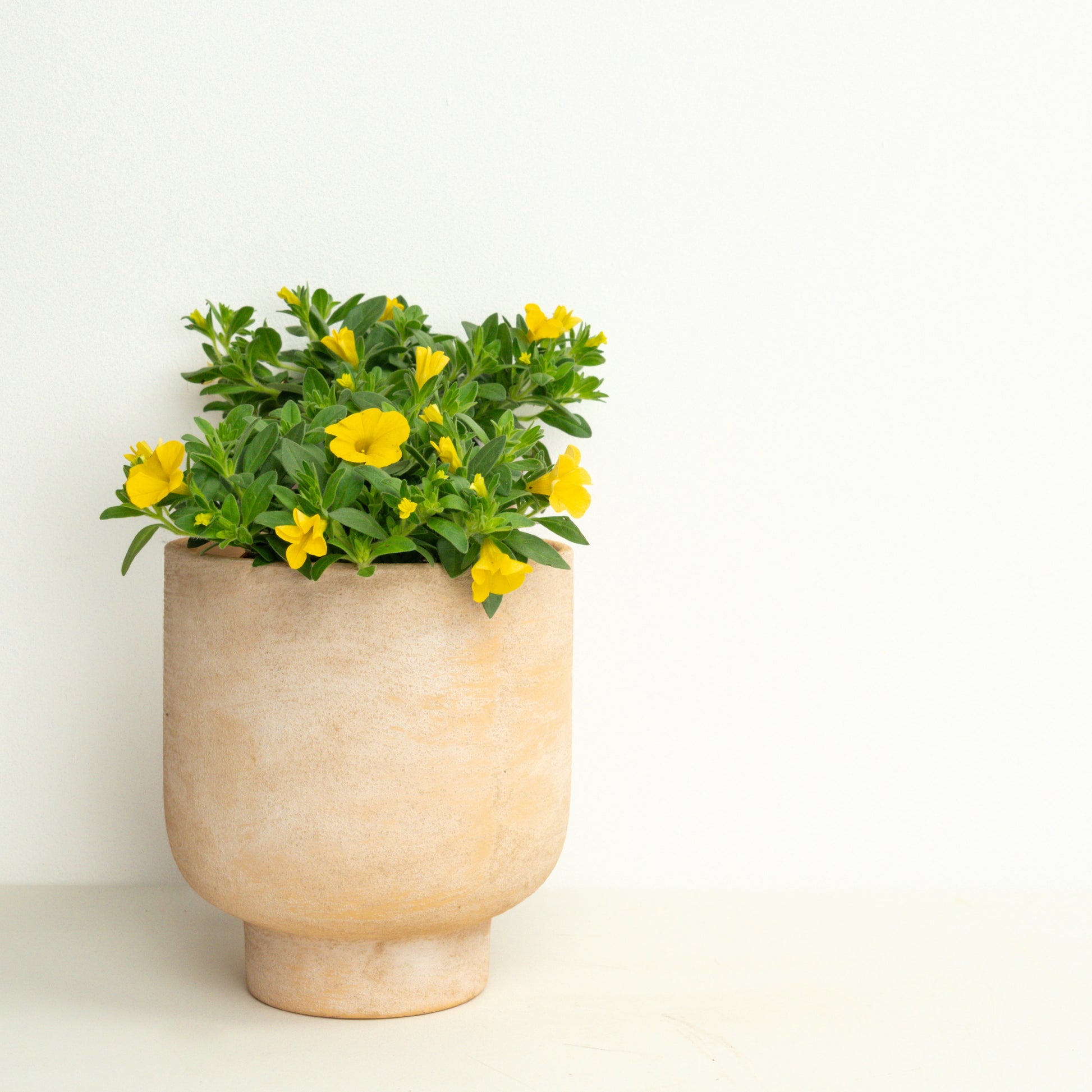 Instant Sunshine | Garden Bundle