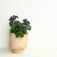 Ultimate Bees & Butterflies | Garden Bundle