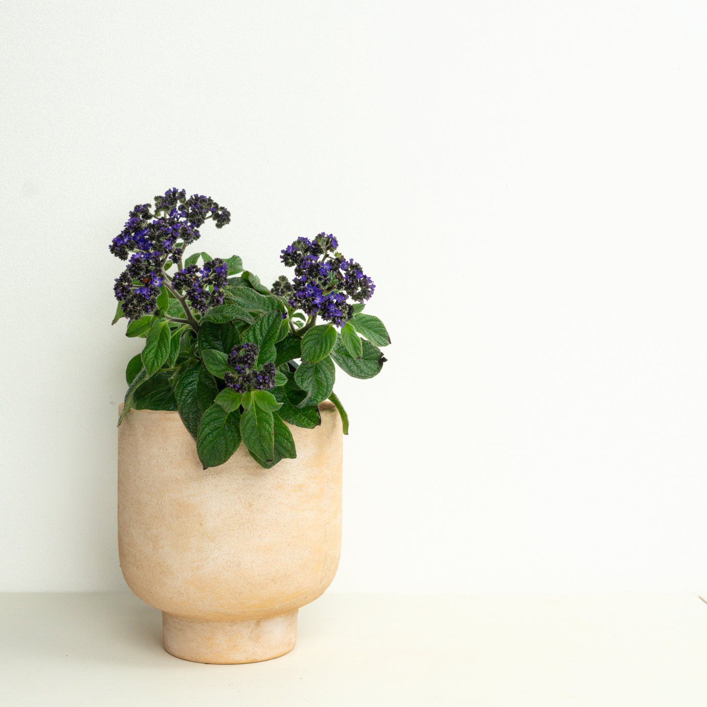 Ultimate Bees & Butterflies | Garden Bundle
