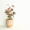 Japanese Maple | Outdoor Plant