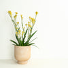 Kangaroo Paw | Yellow | Outdoor Plant
