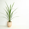 Cordyline Palm | Outdoor Plant