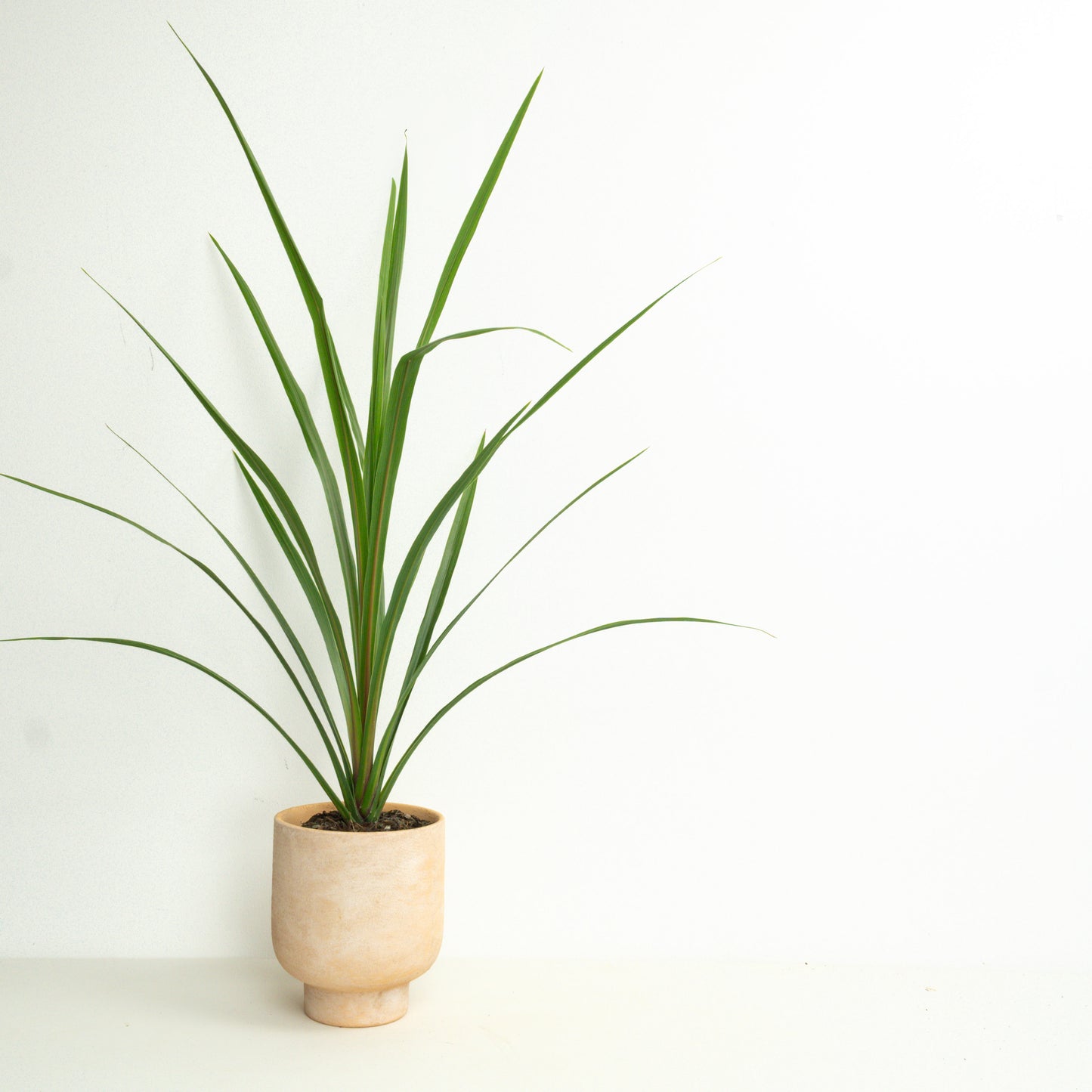 Modern Architectural  | Garden Bundle